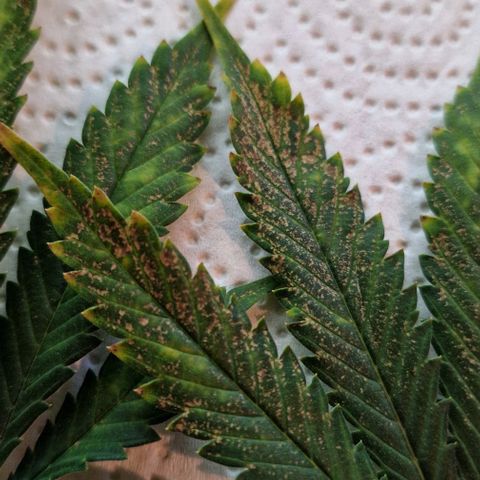 Sweet Seeds - Green Poison growlog timeline photo