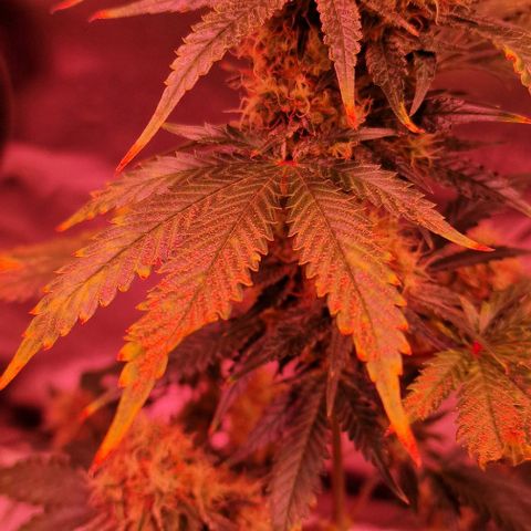Sweet Seeds - Green Poison growlog timeline photo