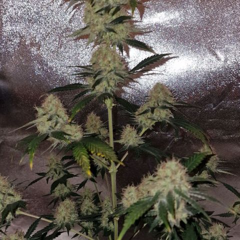 Sweet Seeds - Green Poison growlog timeline photo