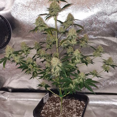 Sweet Seeds - Green Poison growlog timeline photo
