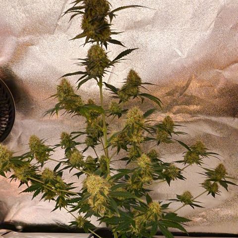 Sweet Seeds - Green Poison growlog timeline photo