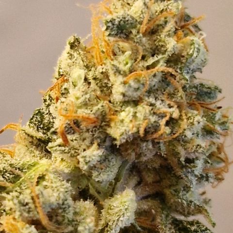 Fastbuds FF - Tropicana Cookies growlog timeline photo