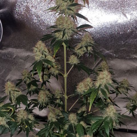 Sweet Seeds - Green Poison growlog timeline photo