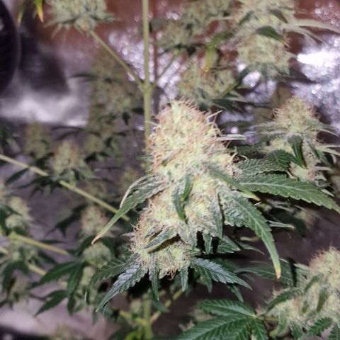 Sweet Seeds - Green Poison growlog timeline photo