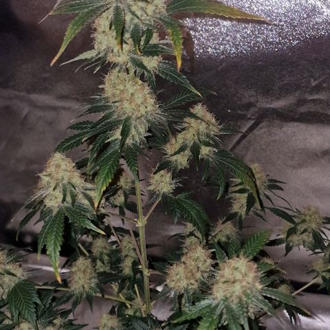 Sweet Seeds - Green Poison growlog timeline photo