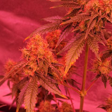 Sweet Seeds - Green Poison growlog timeline photo