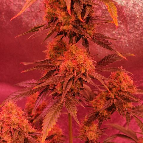 Sweet Seeds - Green Poison growlog timeline photo
