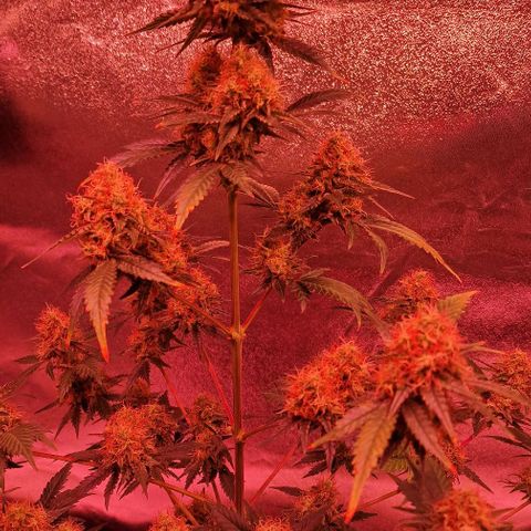 Sweet Seeds - Green Poison growlog timeline photo