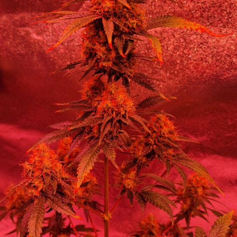 Sweet Seeds - Green Poison growlog timeline photo