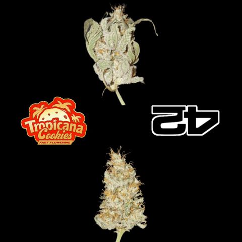 Fastbuds FF - Tropicana Cookies growlog timeline photo