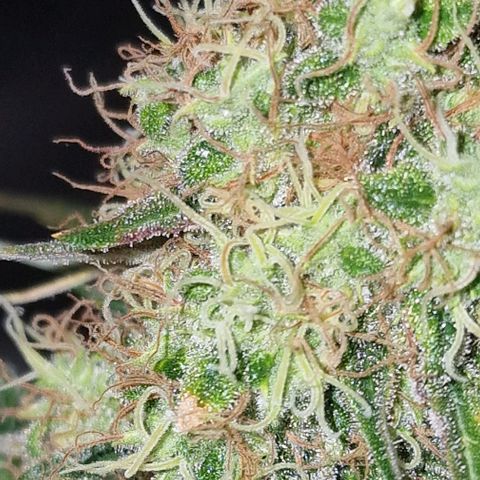 Sweet Seeds - Green Poison growlog timeline photo