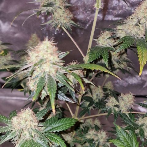 Sweet Seeds - Green Poison growlog timeline photo