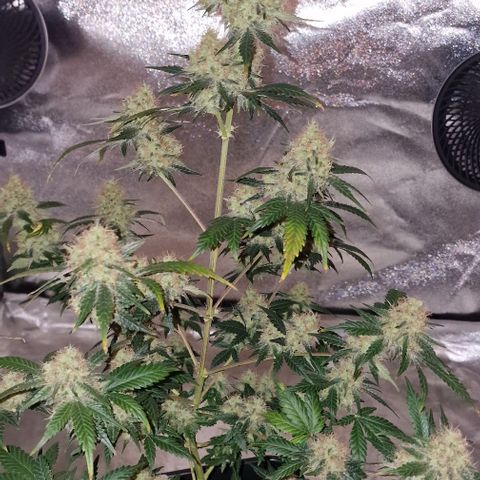 Sweet Seeds - Green Poison growlog timeline photo