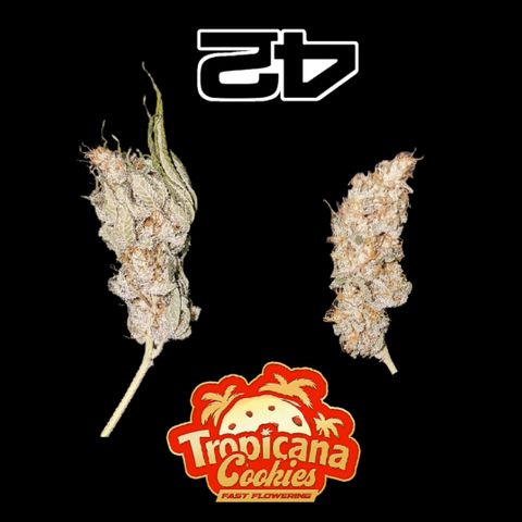 Fastbuds FF - Tropicana Cookies growlog timeline photo