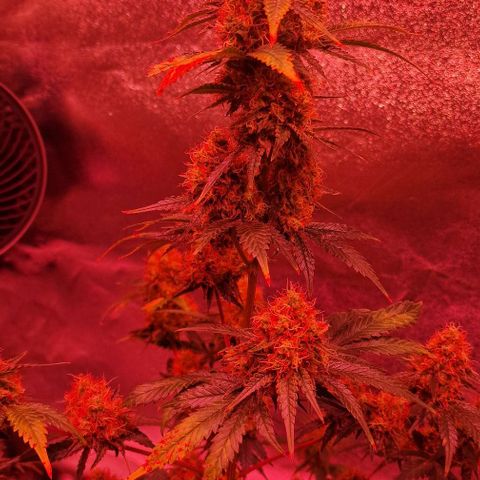 Sweet Seeds - Green Poison growlog timeline photo
