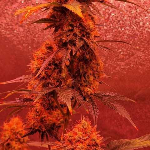 Sweet Seeds - Green Poison growlog timeline photo