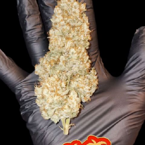Fastbuds FF - Tropicana Cookies growlog timeline photo