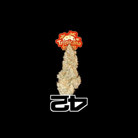 Fastbuds FF - Tropicana Cookies growlog timeline photo