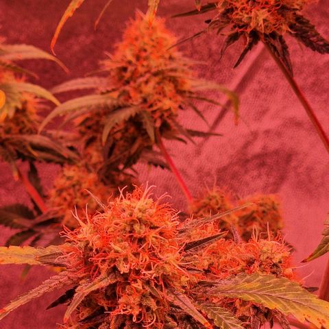 Sweet Seeds - Green Poison growlog timeline photo