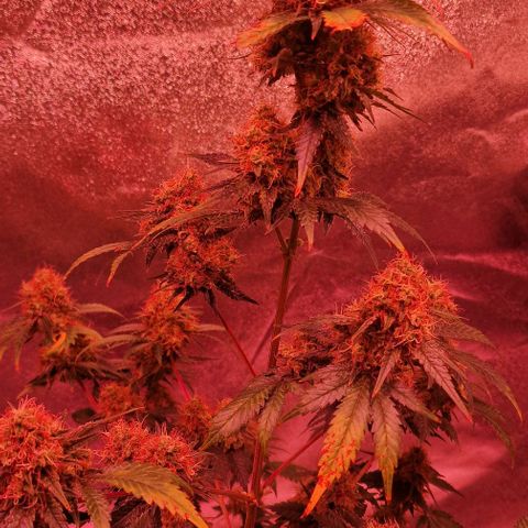 Sweet Seeds - Green Poison growlog timeline photo