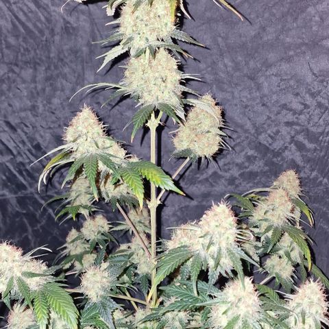 Sweet Seeds - Green Poison growlog timeline photo