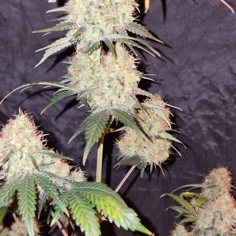 Sweet Seeds - Green Poison growlog timeline photo