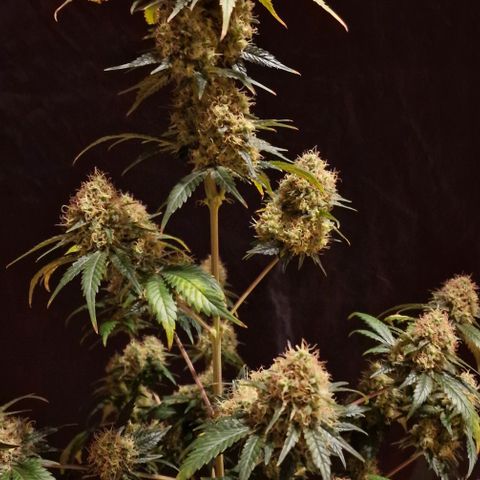Sweet Seeds - Green Poison growlog timeline photo