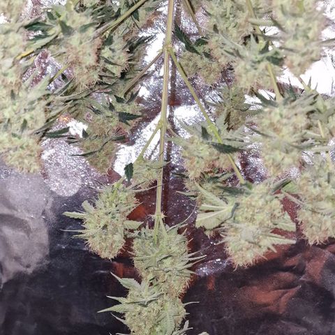 Sweet Seeds - Green Poison growlog timeline photo