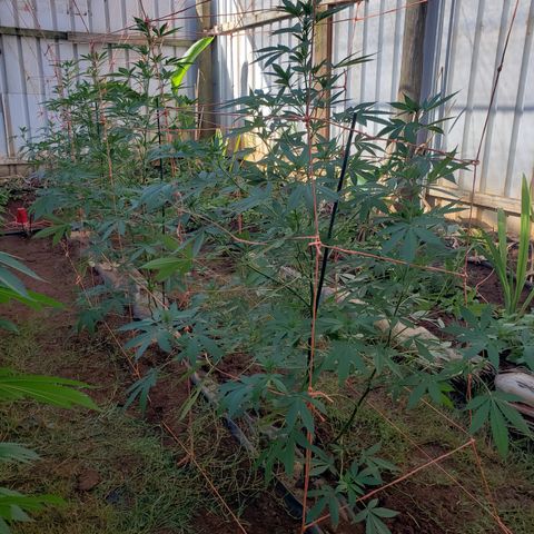 GTK - row 1 growlog photo: Trellis 