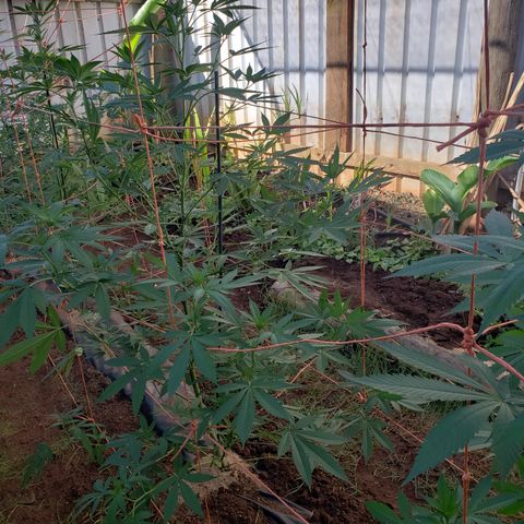 GTK - row 1 growlog timeline photo