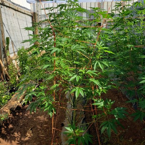 Chem Fire - row 1  growlog photo: Shortest planning in row 4.6 feet 