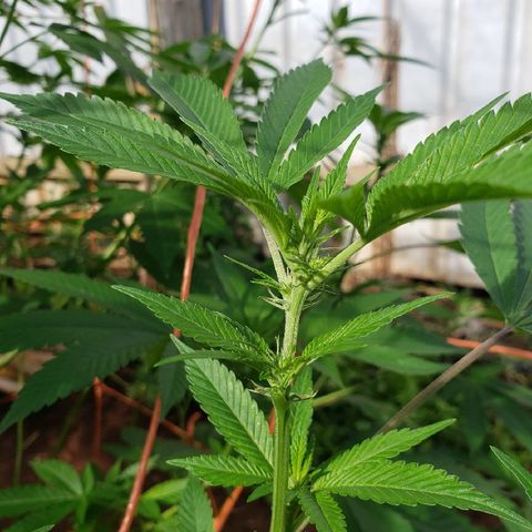 Chem Fire - row 1  growlog photo: Shortest planning in row 4.6 feet 