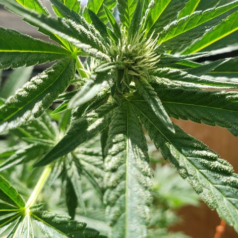 Chem Fire - row 1  growlog timeline photo