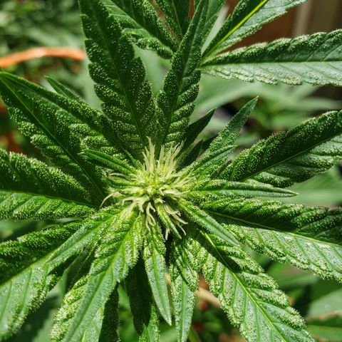 Chem Fire - row 1  growlog timeline photo