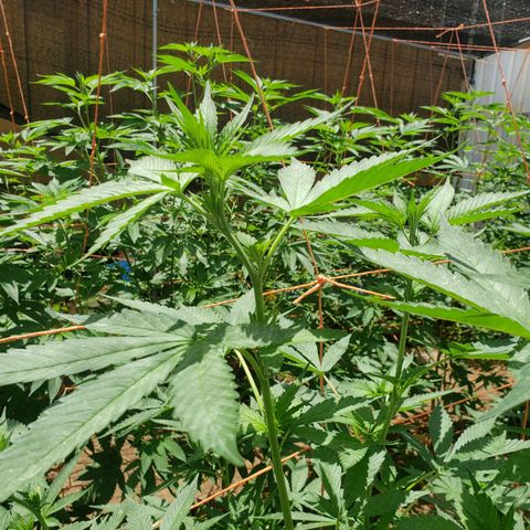 GTK - row 1 growlog photo: Sulfur spray