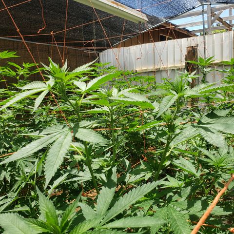 GTK - row 1 growlog photo: Sulfur spray