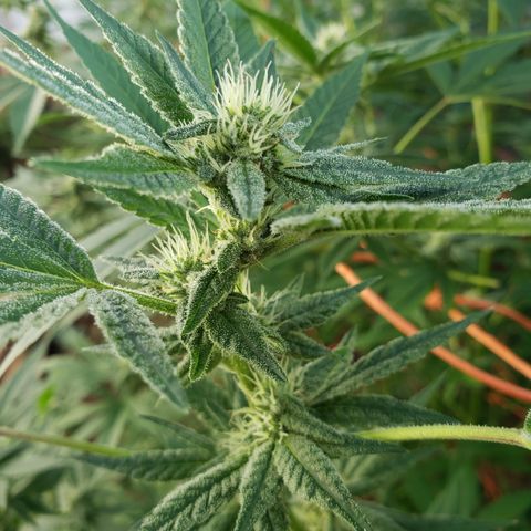 Chem Fire - row 1  growlog timeline photo