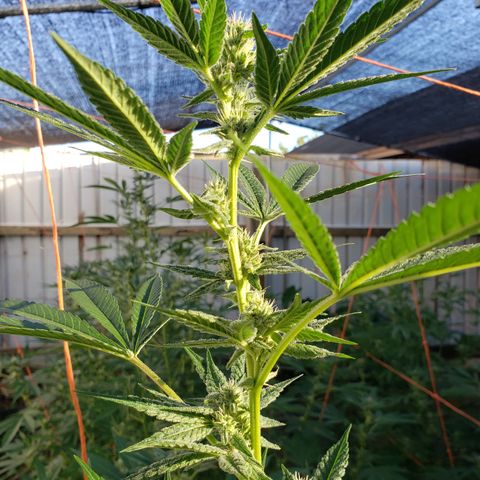 Chem Fire - row 1  growlog timeline photo
