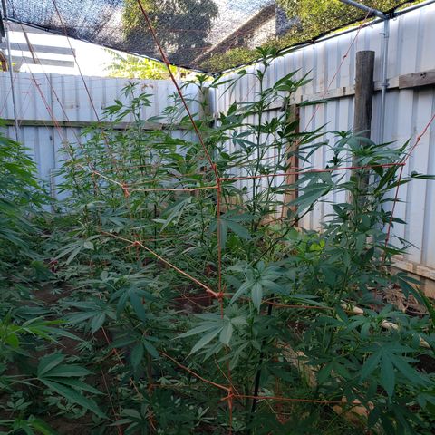 GTK - row 1 growlog timeline photo