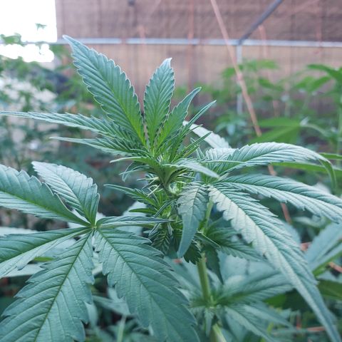 GTK - row 1 growlog timeline photo