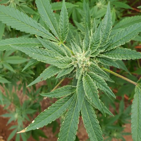 Chem Fire - row 1  growlog timeline photo