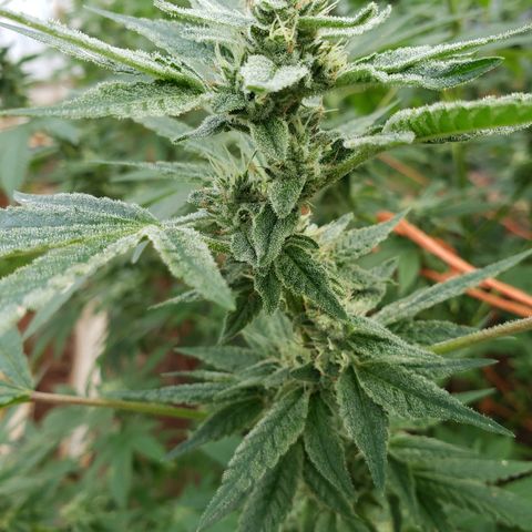 Chem Fire - row 1  growlog timeline photo