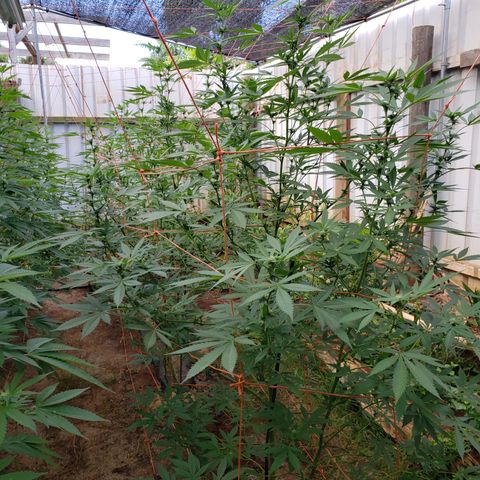 GTK - row 1 growlog timeline photo