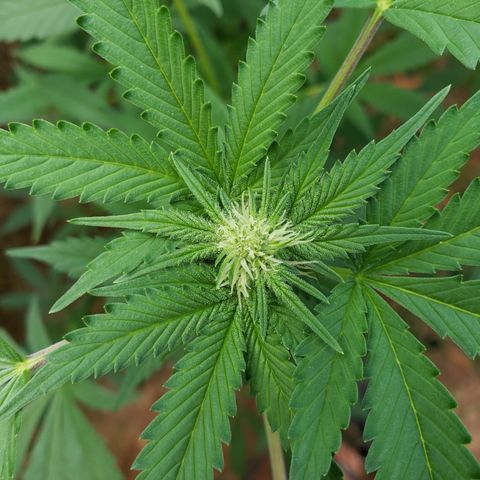 GTK - row 1 growlog timeline photo