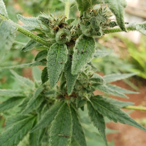 Chem Fire - row 1  growlog photo: Worms eating the flowers 