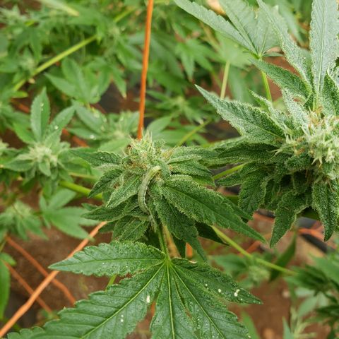 Chem Fire - row 1  growlog photo: Worms eating the flowers 