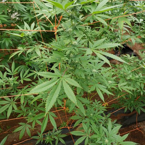 GTK - row 1 growlog photo: 3 and half of 4 plant. Something attacking plant? 
