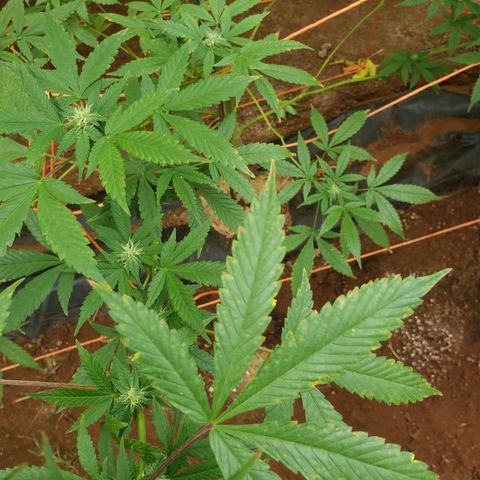 GTK - row 1 growlog photo: 3 and half of 4 plant. Something attacking plant? 