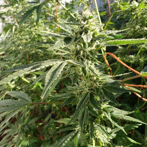Chem Fire - row 1  growlog timeline photo