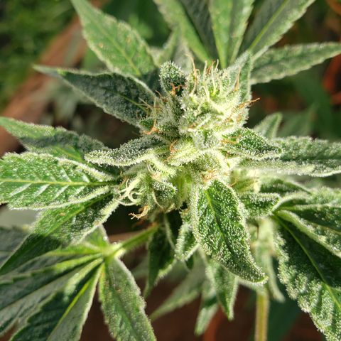 Chem Fire - row 1  growlog timeline photo